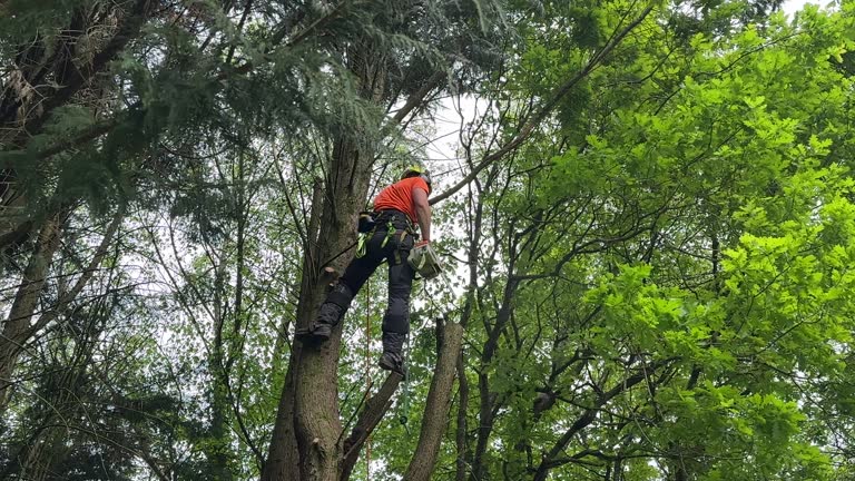 Trusted Chandler, OK Tree Services Experts