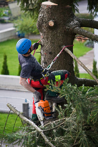 Best Palm Tree Trimming  in Chandler, OK